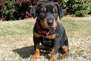 Zdjęcie №1. doberman - na sprzedaż w Arkusz | 2153zł | Zapowiedź №169436