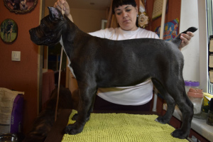 Zdjęcie №2 do zapowiedźy № 2696 na sprzedaż  cane corso - wkupić się Federacja Rosyjska od żłobka, hodowca