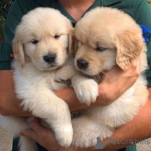 Zdjęcie №1. golden retriever - na sprzedaż w Gladbeck | negocjowane | Zapowiedź №168392
