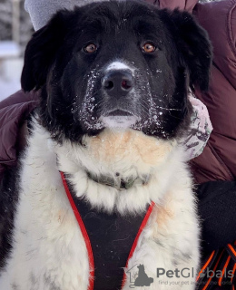 Zdjęcie №1. pies nierasowy - na sprzedaż w Москва | Bezpłatny | Zapowiedź №94244