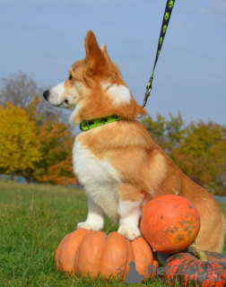 Dodatkowe zdjęcia: Niesamowicie piękna i bardzo urocza! Baby Welsh Corgi Pembroke.