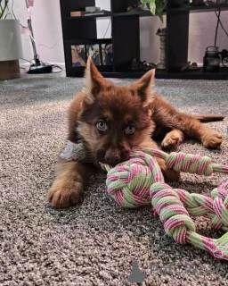 Zdjęcie №2 do zapowiedźy № 137787 na sprzedaż  owczarek niemiecki - wkupić się Niemcy prywatne ogłoszenie, hodowca