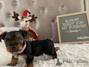 Zdjęcie №1. yorkshire terrier - na sprzedaż w Meljine | 3588zł | Zapowiedź №163333