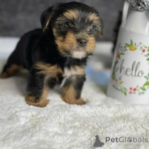 Zdjęcie №1. yorkshire terrier - na sprzedaż w Meljine | 3588zł | Zapowiedź №163334