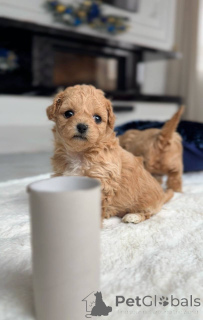 Zdjęcie №4. Sprzedam maltańczyk w Amsterdam. hodowca - cena - negocjowane