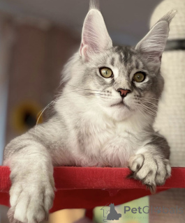 Zdjęcie №1. maine coon - na sprzedaż w Baden-Baden | 4736zł | Zapowiedź № 163661