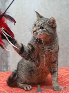 Zdjęcie №1.  - na sprzedaż w Petersburg | Bezpłatny | Zapowiedź № 155411