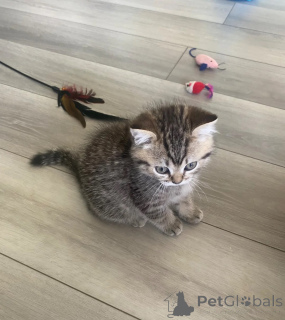 Zdjęcie №1. selkirk rex krótkowłosy - na sprzedaż w Handowitt | 1674zł | Zapowiedź № 174543