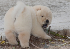 Zdjęcie №4. Sprzedam chow-chow w Frankpolis. prywatne ogłoszenie - cena - negocjowane