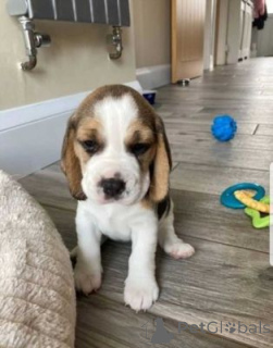 Zdjęcie №1. beagle (rasa psa) - na sprzedaż w Freistadt | negocjowane | Zapowiedź №170067