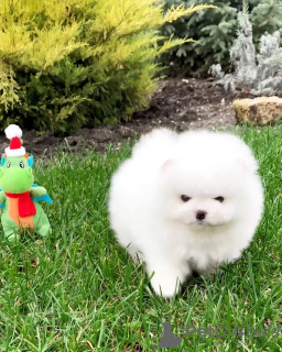 Zdjęcie №3. Piękne szczeniaki Pomoran Spitz. Austria