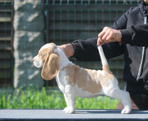 Zdjęcie №4. Sprzedam beagle (rasa psa) w Mińsk. od żłobka - cena - 2723zł