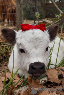 Zdjęcie №2 do zapowiedźy № 132678 na sprzedaż  golden retriever - wkupić się Hiszpania prywatne ogłoszenie