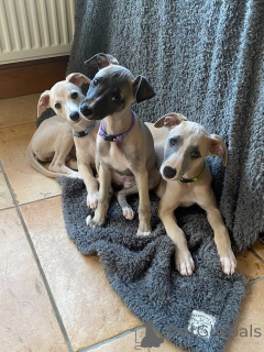 Zdjęcie №1. whippet - na sprzedaż w Frankfurt | negocjowane | Zapowiedź №164983
