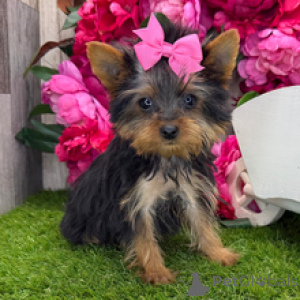 Zdjęcie №2 do zapowiedźy № 167063 na sprzedaż  yorkshire terrier - wkupić się USA prywatne ogłoszenie