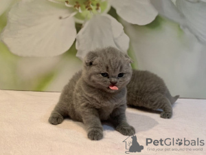 Zdjęcie №3. Kocięta Scottish Fold są już dostępne w sprzedaży. Niemcy