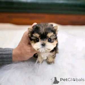 Zdjęcie №2 do zapowiedźy № 137534 na sprzedaż  yorkshire terrier - wkupić się USA hodowca