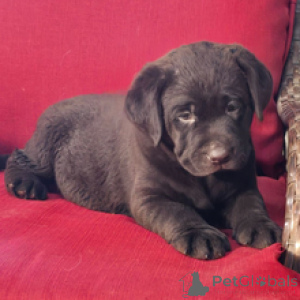 Zdjęcie №3. Cocoa Labrador Retriever Suczka 9 tygodni Gotowa do domu. Niemcy