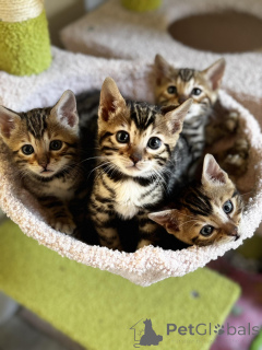 Zdjęcie №1. kot bengalski - na sprzedaż w Гамбург | 1435zł | Zapowiedź № 140659