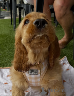 Zdjęcie №4. Sprzedam golden retriever w Höfn. prywatne ogłoszenie - cena - 3012zł