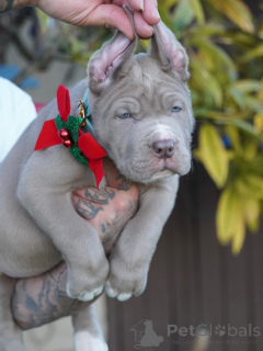 Zdjęcie №2 do zapowiedźy № 160711 na sprzedaż  american mastiff - wkupić się Niemcy prywatne ogłoszenie