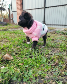 Zdjęcie №2 do zapowiedźy № 14435 na sprzedaż  chihuahua (rasa psów) - wkupić się Polska prywatne ogłoszenie