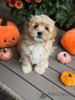 Zdjęcie №1. maltipu - na sprzedaż w Beaufort | 2631zł | Zapowiedź №157763