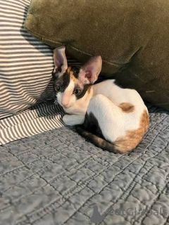 Zdjęcie №1. kot cornish rex - na sprzedaż w Haapsalu | negocjowane | Zapowiedź № 173118