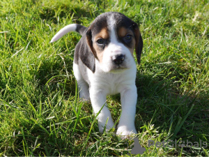 Zdjęcie №2 do zapowiedźy № 51140 na sprzedaż  beagle (rasa psa) - wkupić się Niemcy 