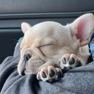 Zdjęcie №1. pies nierasowy - na sprzedaż w Louisville | 14231zł | Zapowiedź №147271