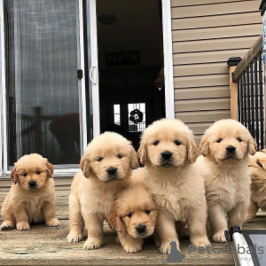 Zdjęcie №3. Dostępne zdrowe, urocze i uspołecznione szczenięta Golden Retriever. Niemcy