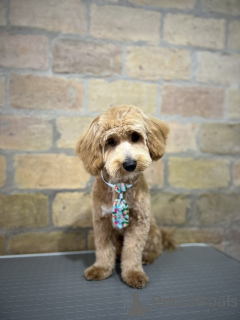 Zdjęcie №4. Sprzedam maltipu w Belgrad. hodowca - cena - negocjowane