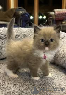 Zdjęcie №4. Sprzedam ragdoll w Monachium.  - cena - negocjowane