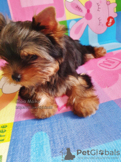 Dodatkowe zdjęcia: Sprzedam samotną suczkę Yorkshire Terrier, z twarzą baby.