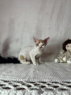 Zdjęcie №1. devon rex - na sprzedaż w Retenbach | 1674zł | Zapowiedź № 173630