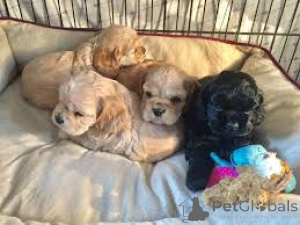 Zdjęcie №1. cocker spaniel amerykański - na sprzedaż w Bruksela | 3827zł | Zapowiedź №167750