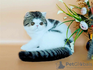 Zdjęcie №2 do zapowiedźy № 66015 na sprzedaż  kot egzotyczny - wkupić się Federacja Rosyjska od żłobka, hodowca