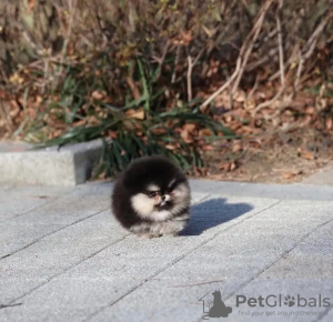 Zdjęcie №3. Wyszkolony w toalecie pomoranian. Holandia