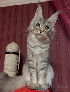 Zdjęcie №1. maine coon - na sprzedaż w Damüls | negocjowane | Zapowiedź № 155327