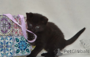 Zdjęcie №4. Sprzedam maine coon w Berchtesgaden. hodowca - cena - negocjowane