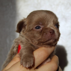 Zdjęcie №3. Purple Chihuahua Puppies. Federacja Rosyjska