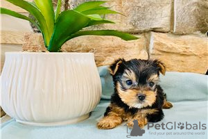 Zdjęcie №3. Szczeniak Yorkshire Terrier Filiżanka do bezpłatnej adopcji. Niemcy