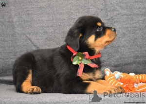 Zdjęcie №1. rottweiler - na sprzedaż w Palm Springs | 2440zł | Zapowiedź №138134
