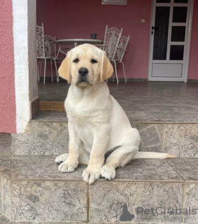 Dodatkowe zdjęcia: Labrador retriever szczenięta