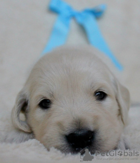 Dodatkowe zdjęcia: Szczenięta Golden Retrievera