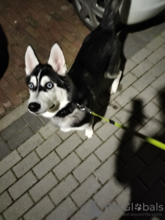 Zdjęcie №1. husky syberyjski - na sprzedaż w Warszawa | negocjowane | Zapowiedź №41274