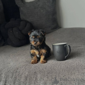 Zdjęcie №4. Sprzedam yorkshire terrier w Czarni. hodowca - cena - 1196zł
