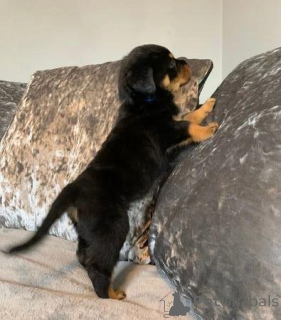 Zdjęcie №4. Sprzedam rottweiler w Aalen. prywatne ogłoszenie - cena - Bezpłatny