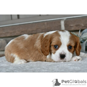 Zdjęcie №3. Dostępny Cavalier King Charles Spaniel. USA