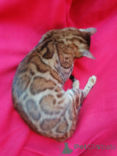 Zdjęcie №3. Aigul Hismatullina. Federacja Rosyjska